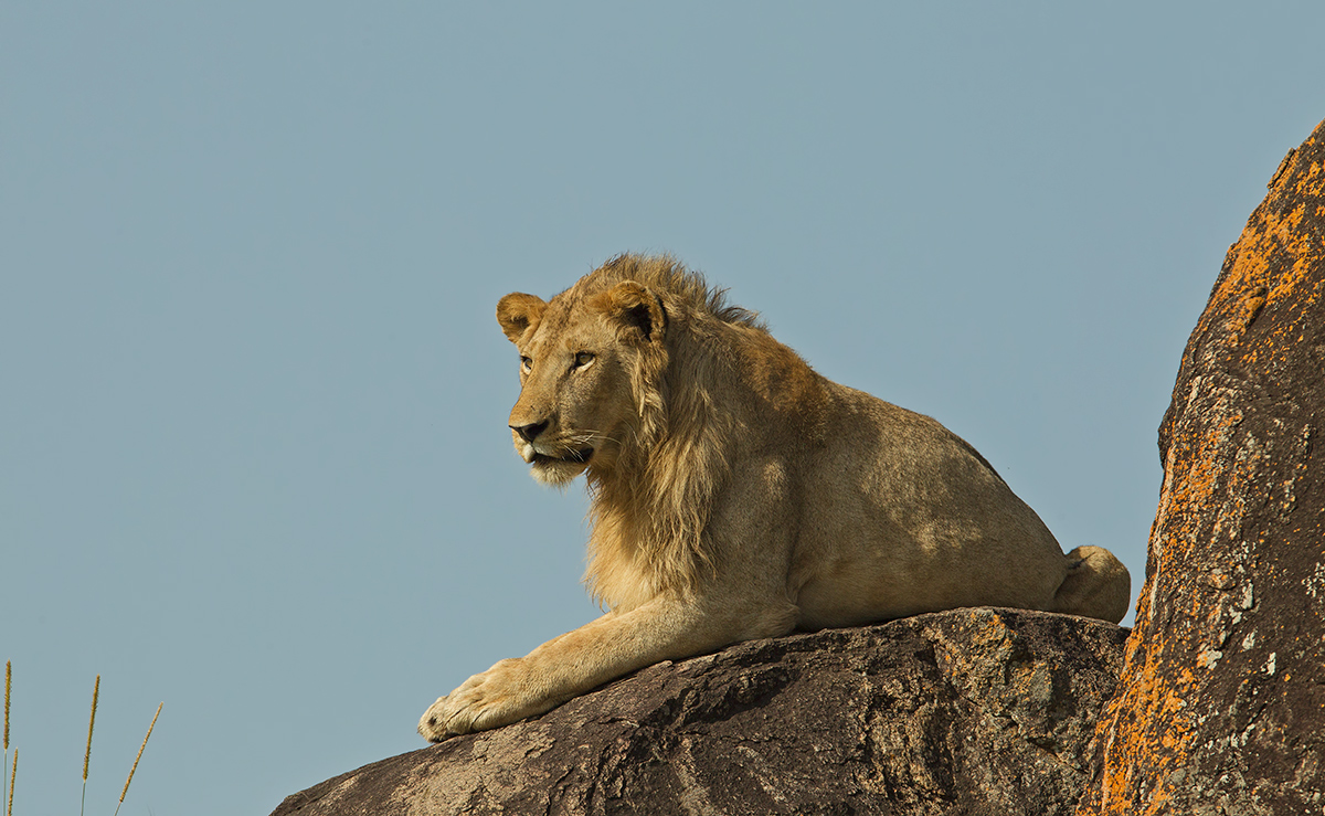 King of The Castle