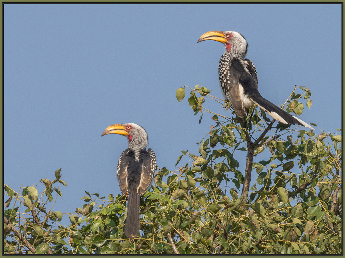 Yellow-Billed Hornbills
