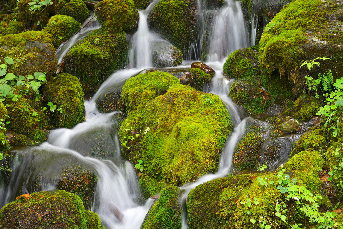 Rain forest stream