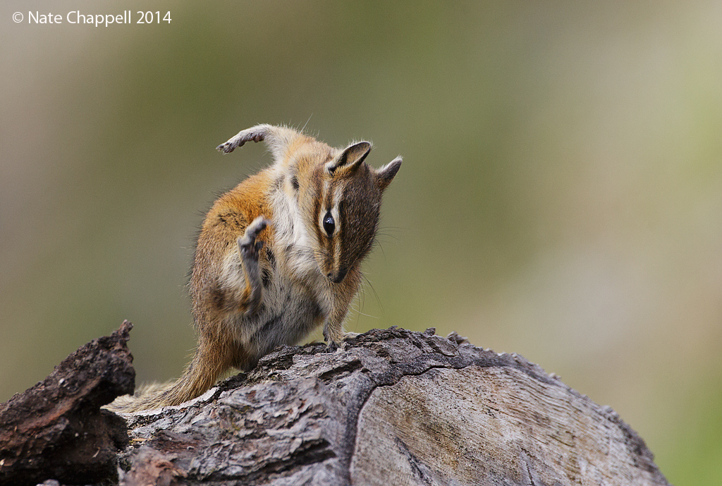Chipmunk Calisthenics