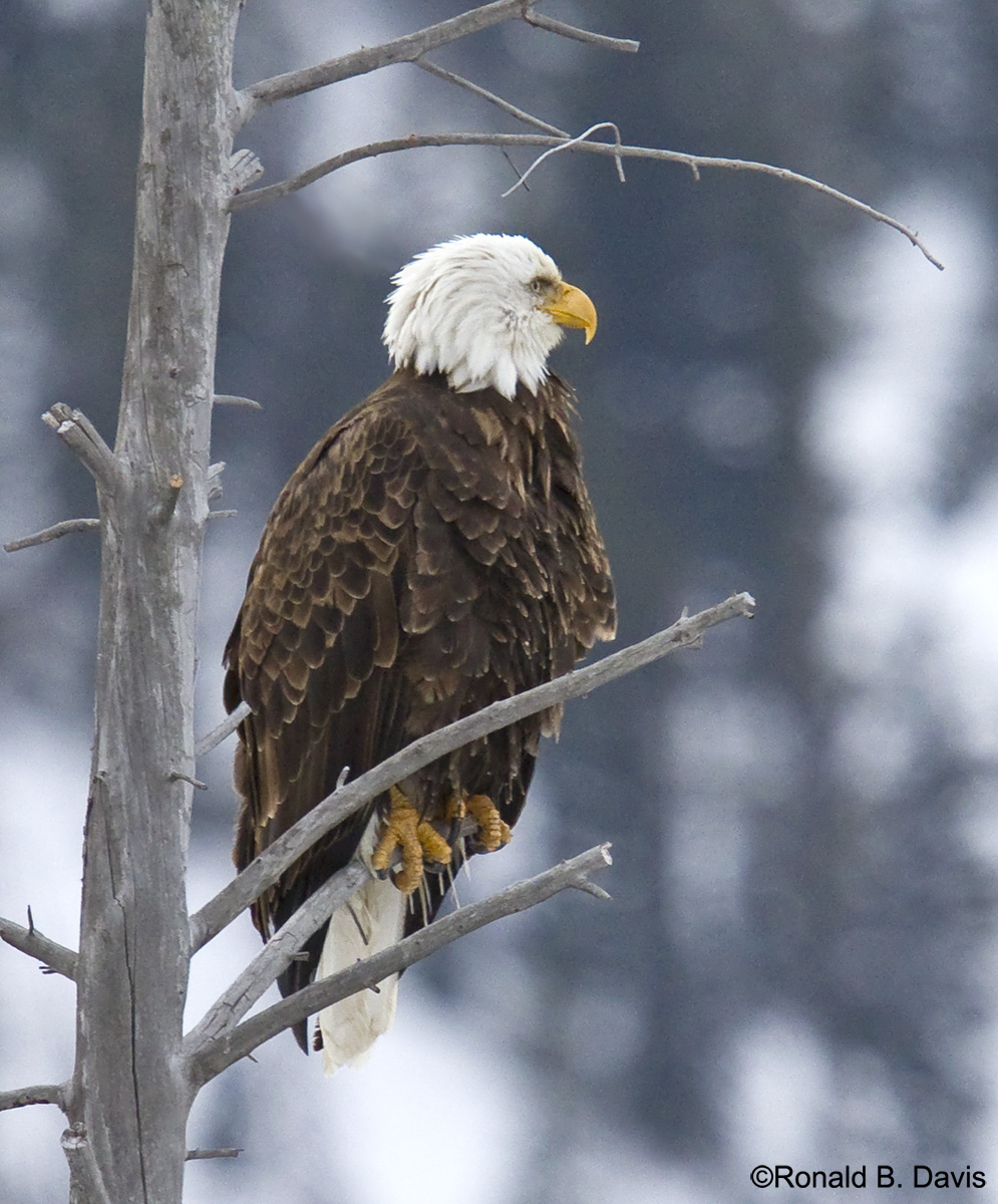 Perched Eagle