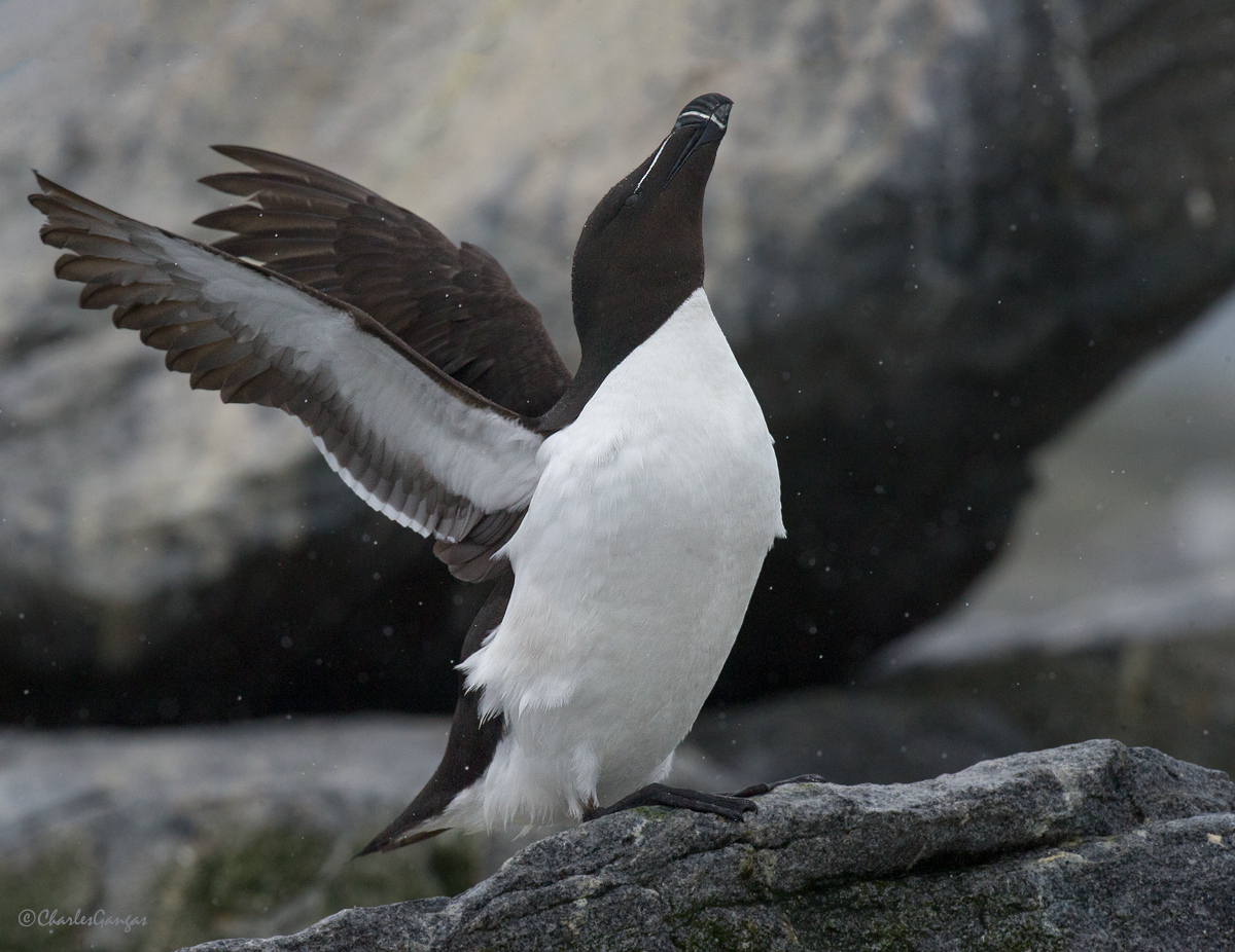 Razorbill