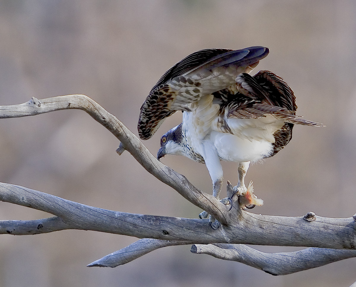 Osprey Lunch II
