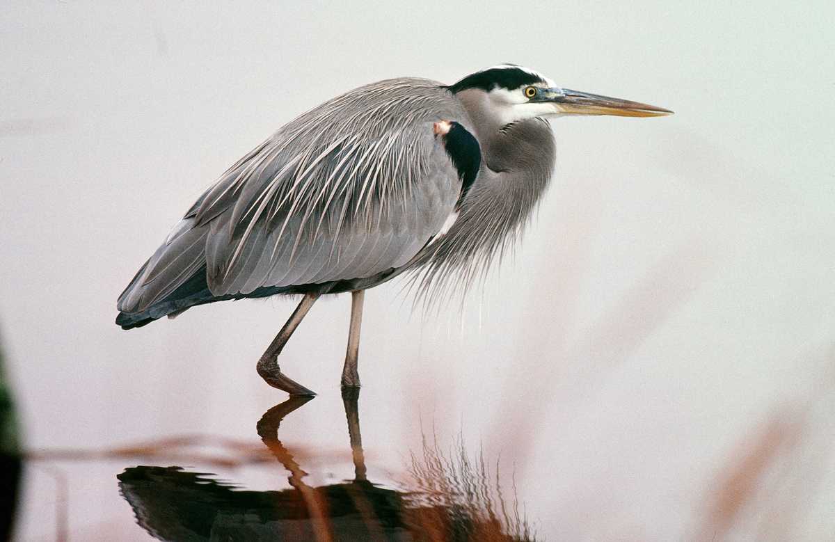 Blue Heron