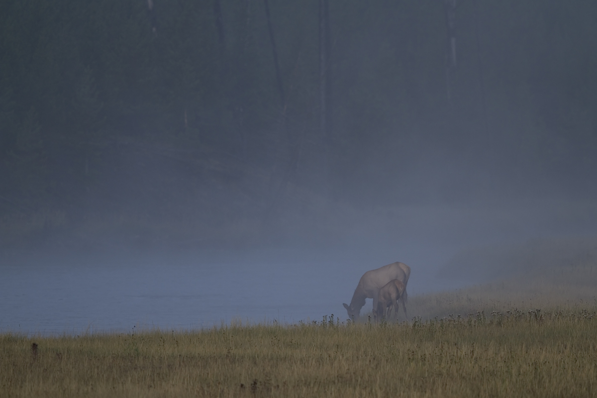 Elk Animalscape