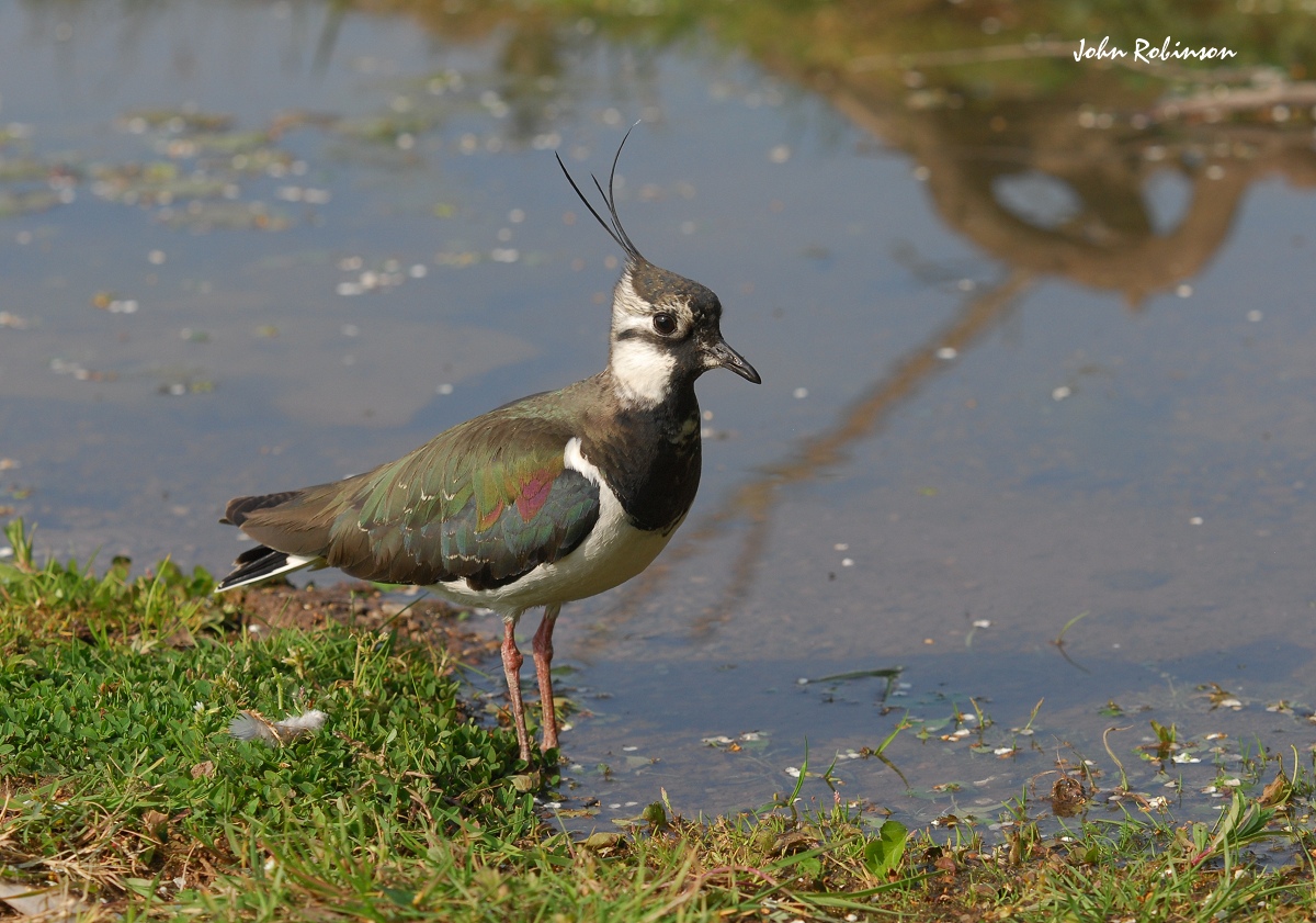 Lapwing