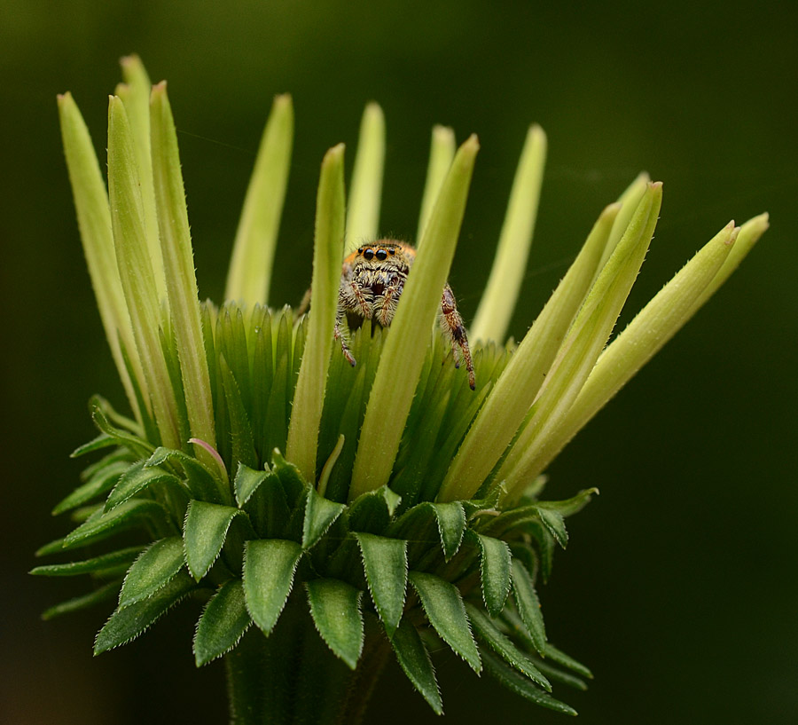 Spider Prison