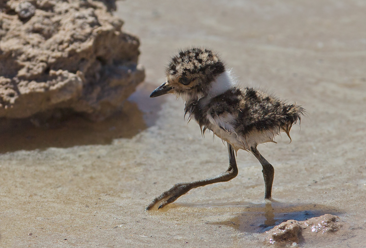 Blacksmiths Plover Chick