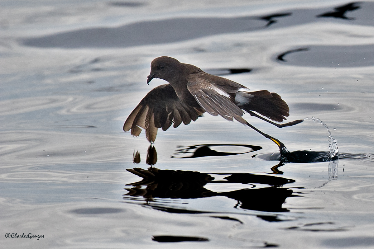 Wilson's Storm Petrel