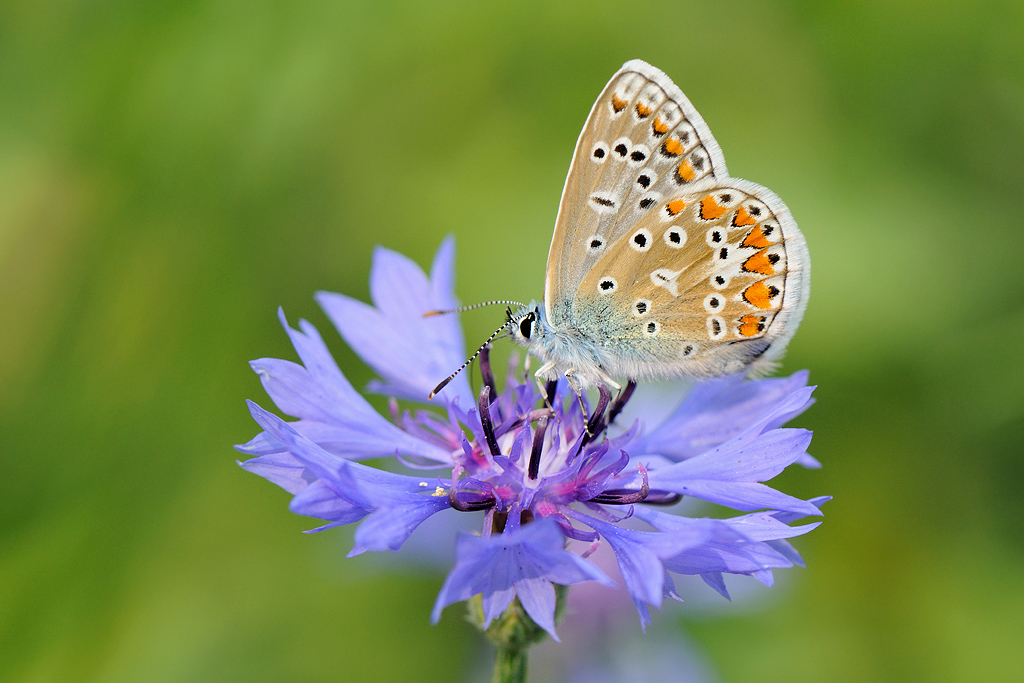 Common Blue