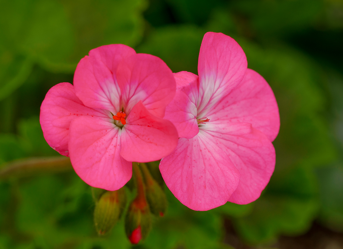 Classic  Geranium