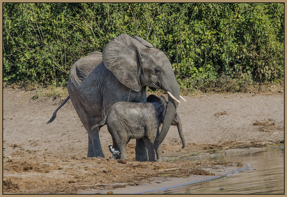 Safe in Mom's Embrace