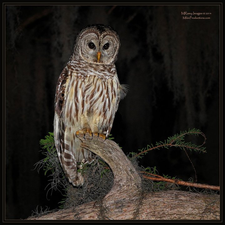 Barred Owl