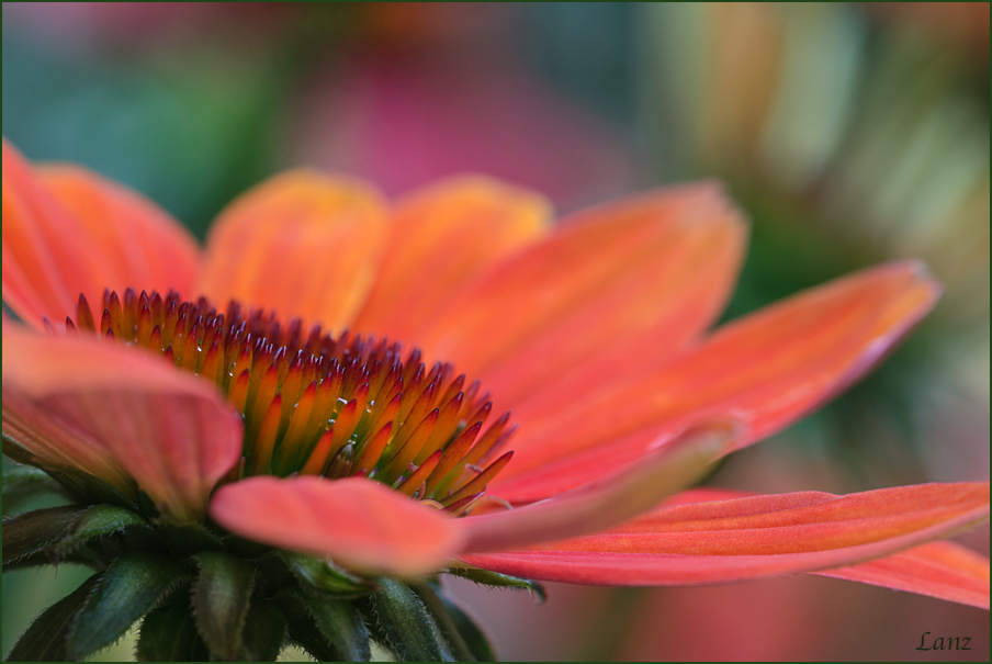Colorful Coneflowers