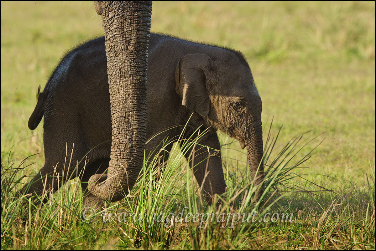 Mother n calf