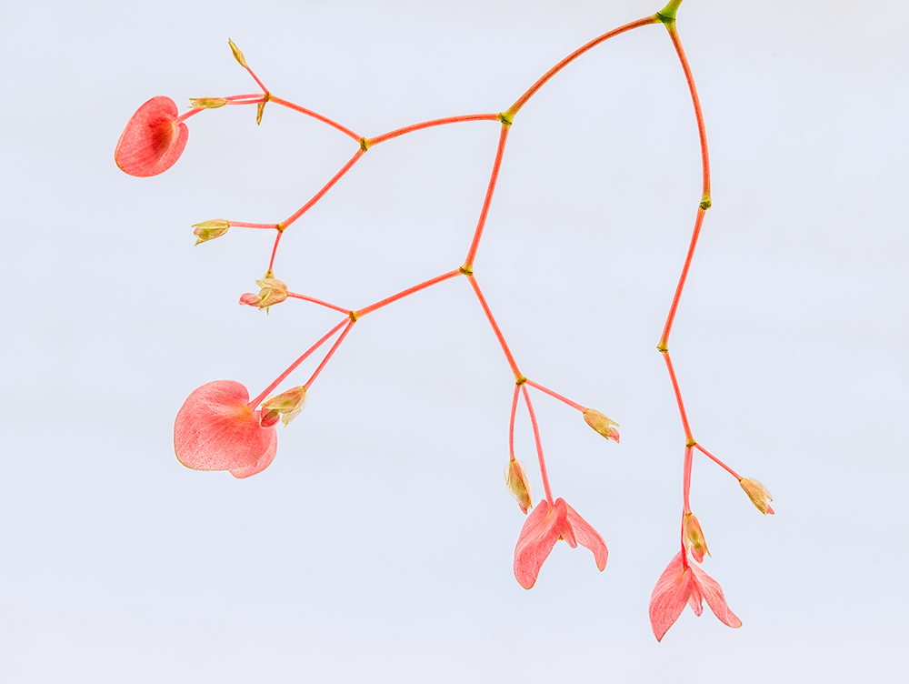 Little begonias dancing
