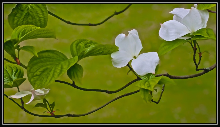 Dogwood Branches