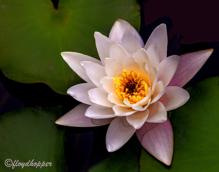 Water Lily