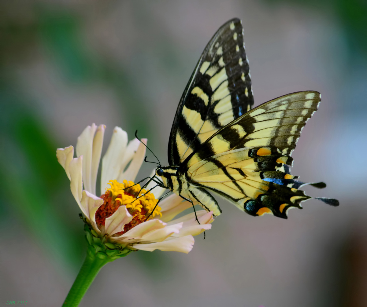 Tiger On Zinnia