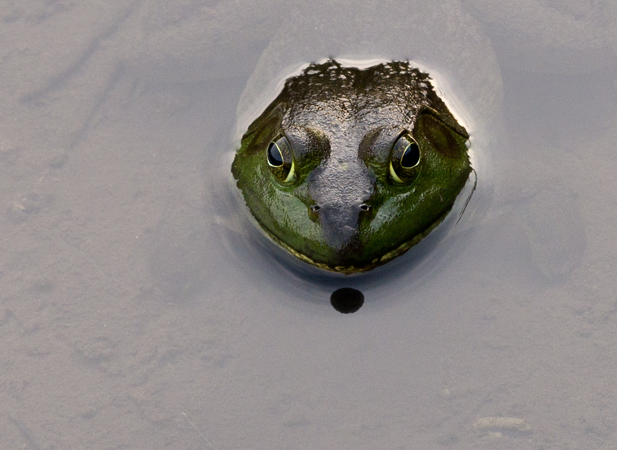 Bullfrog  closeup