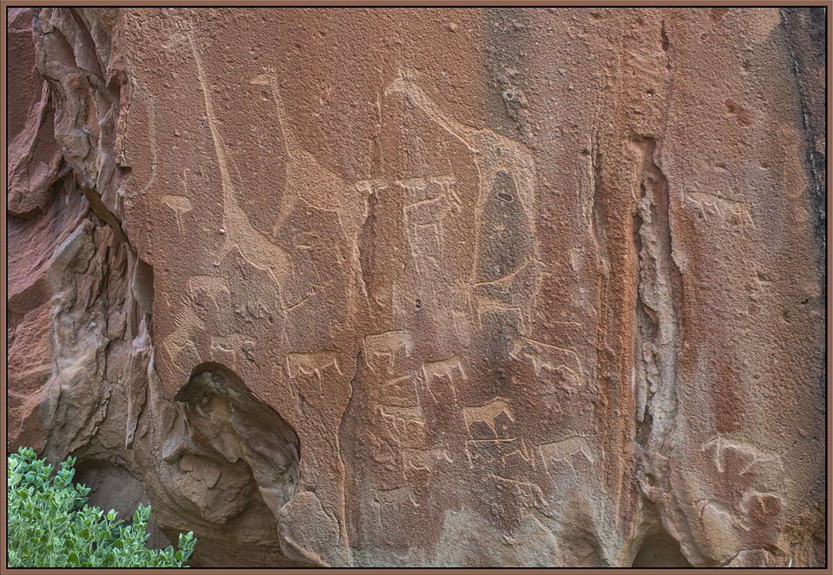 Bushman Etchings 
