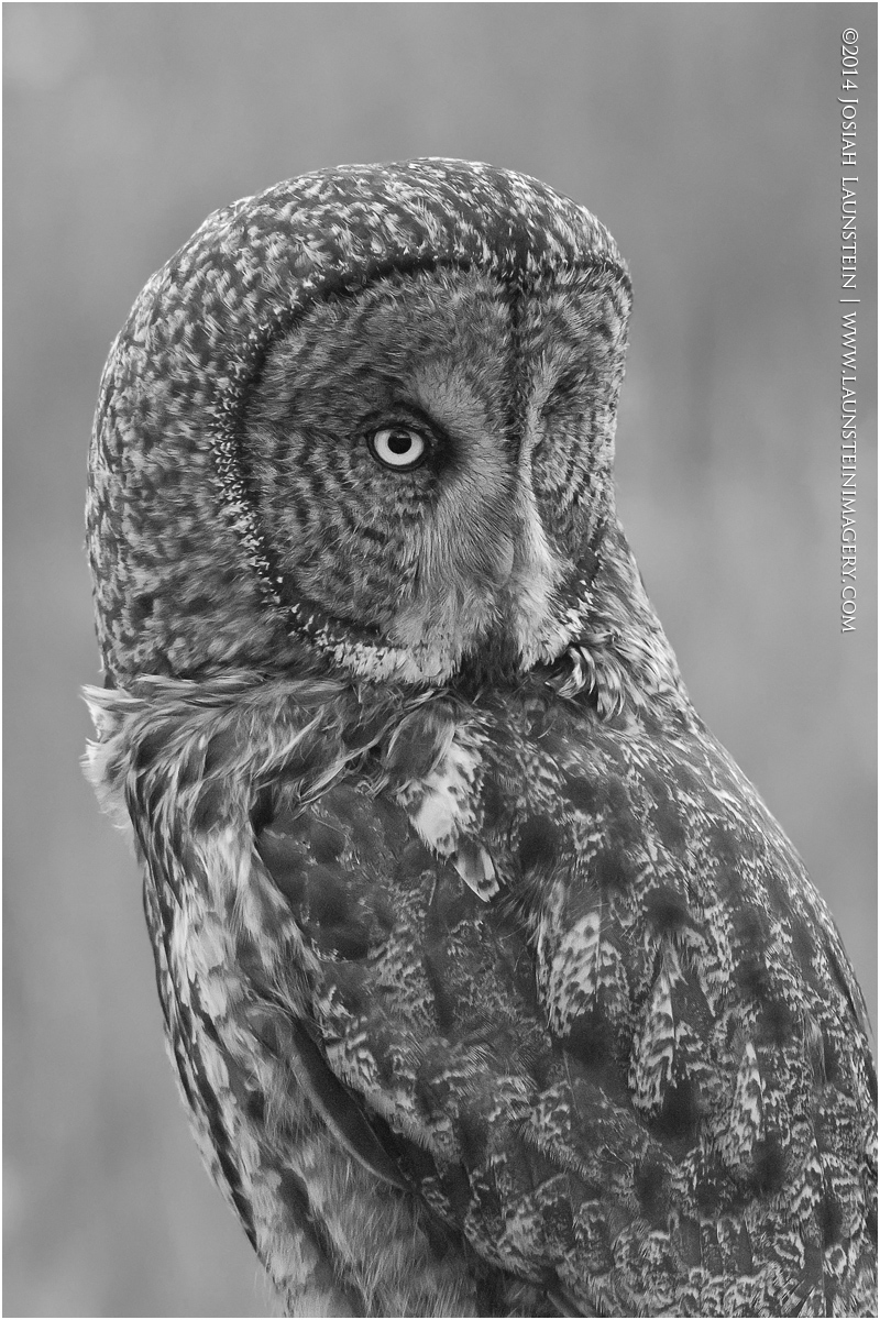 Wise Old Owl