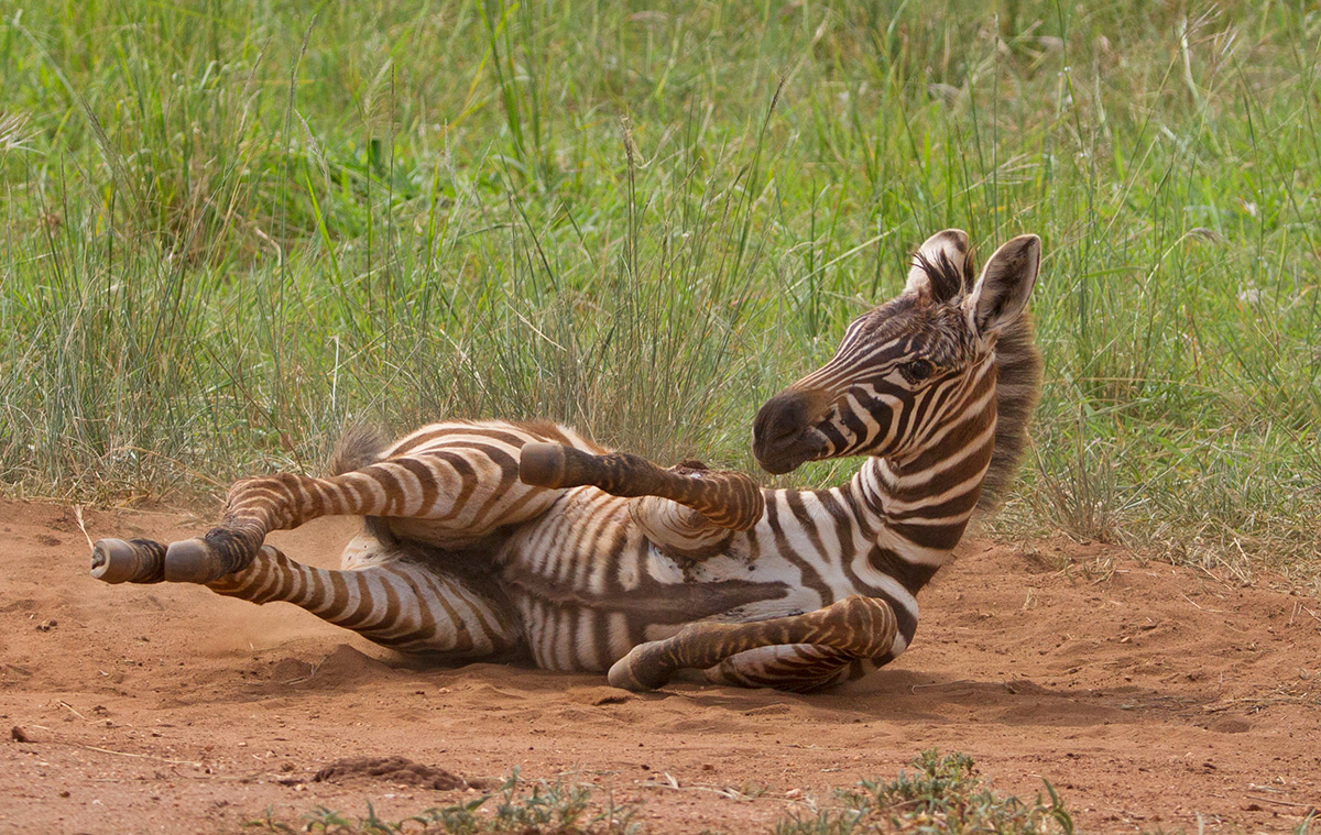 Dust Bath