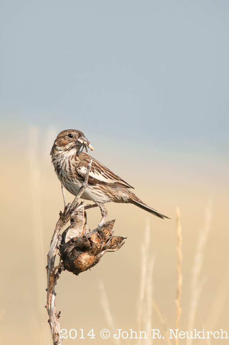 Bringing dinner