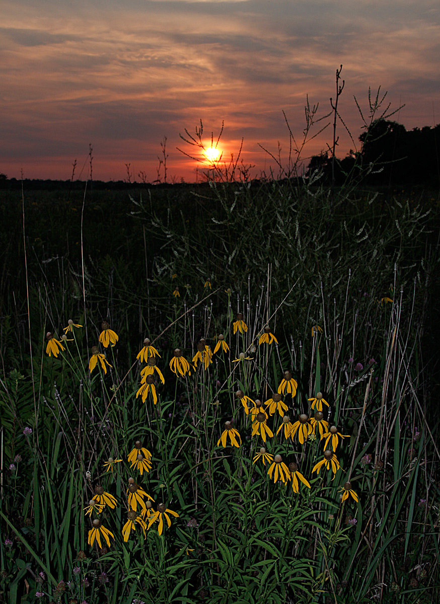 cone flowers at sunset