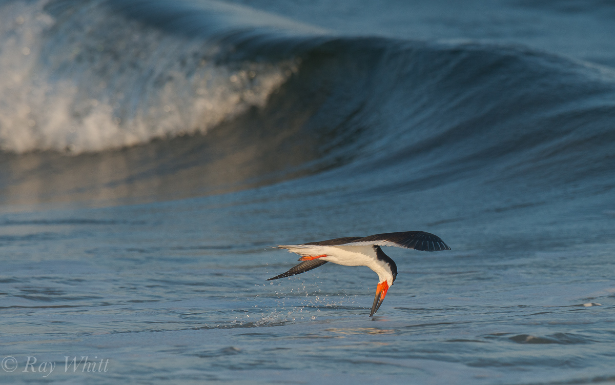 Black Skimmer