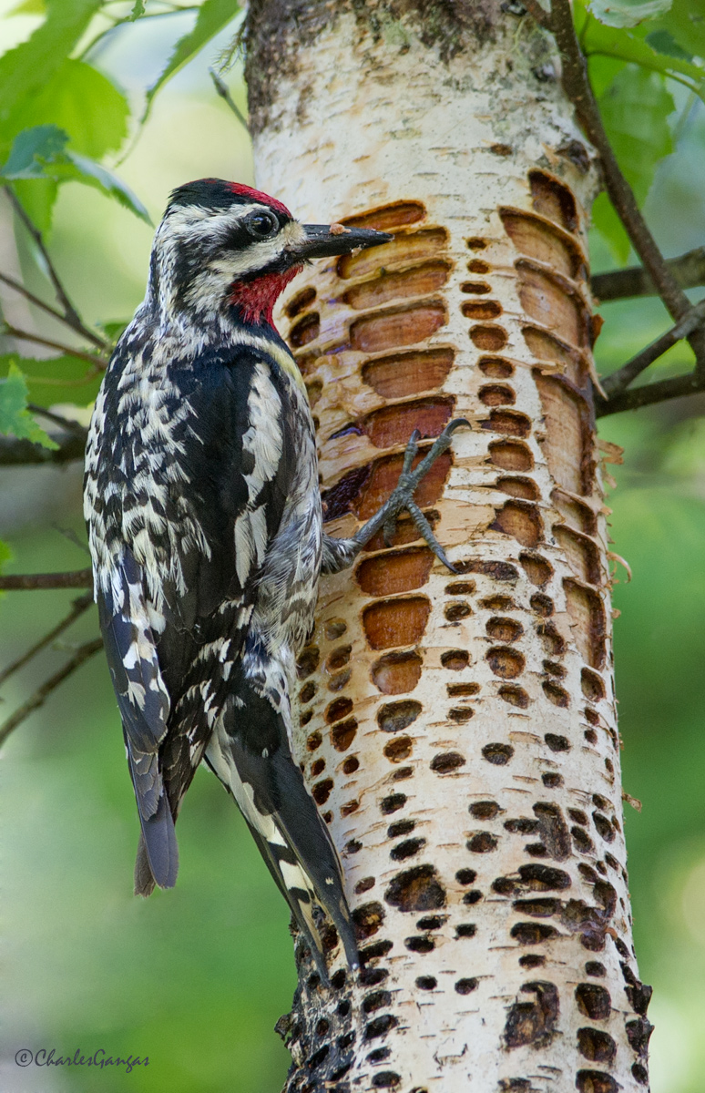 Yellow-bellied Sapsucker