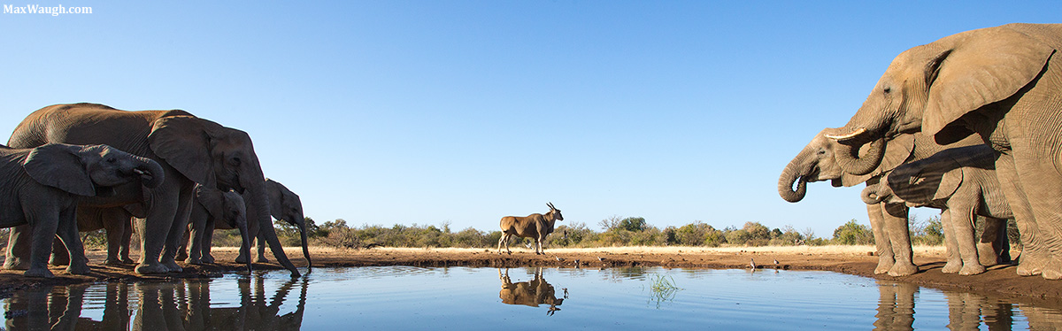 Eland and Elephants