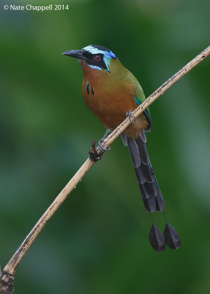 Trinidad Motmot