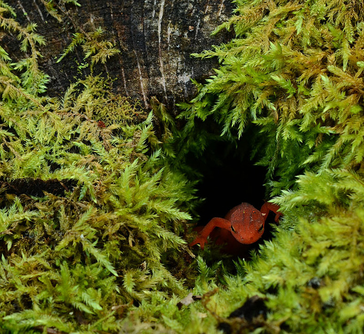 Peekaboo!
