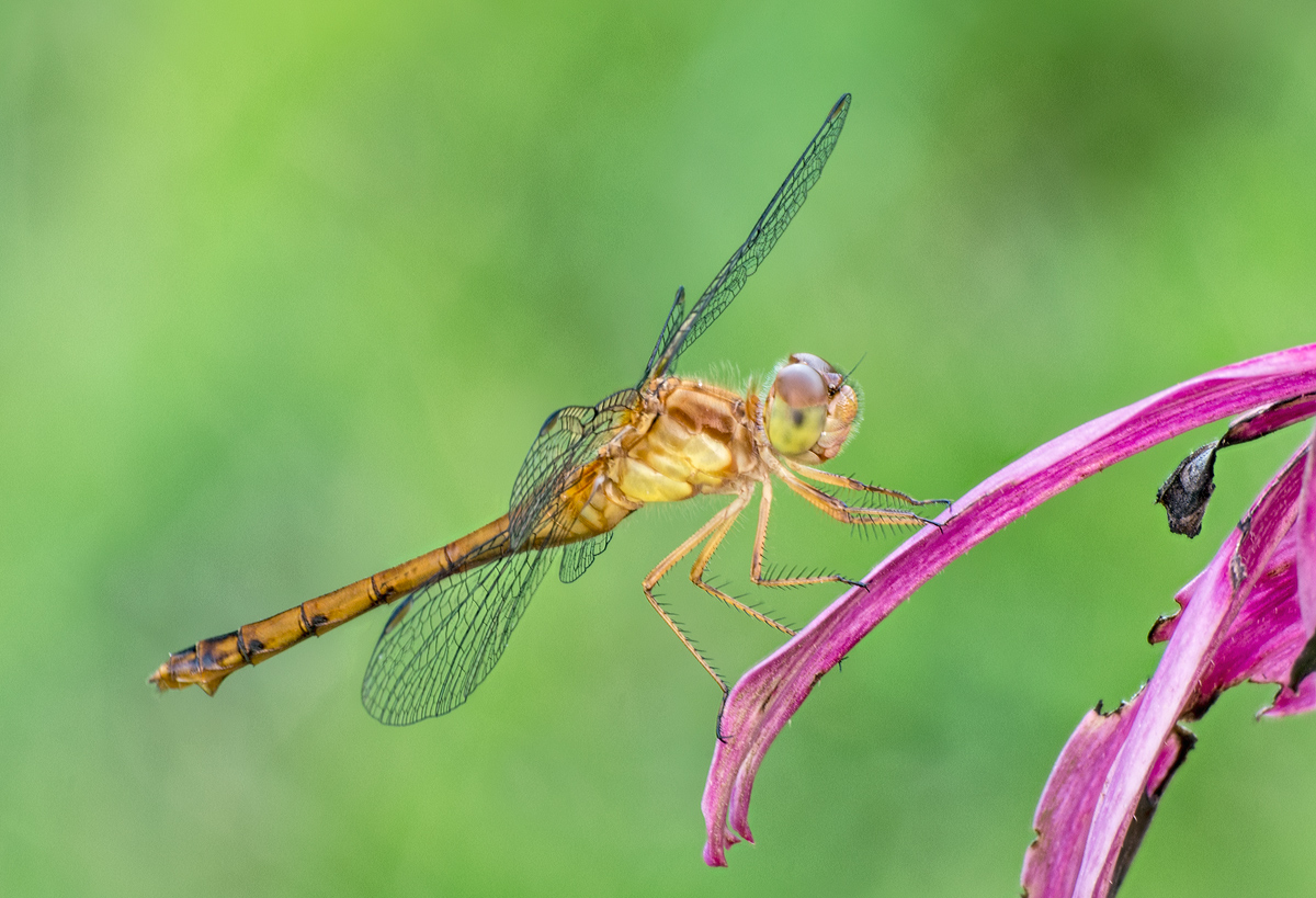White-faced Meadowhawk