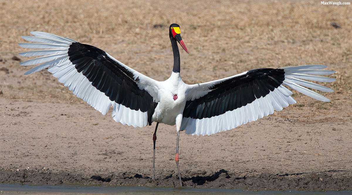 Saddle-Billed Stork + Repost
