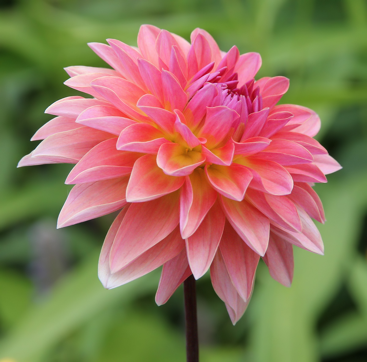 Another Dahlia