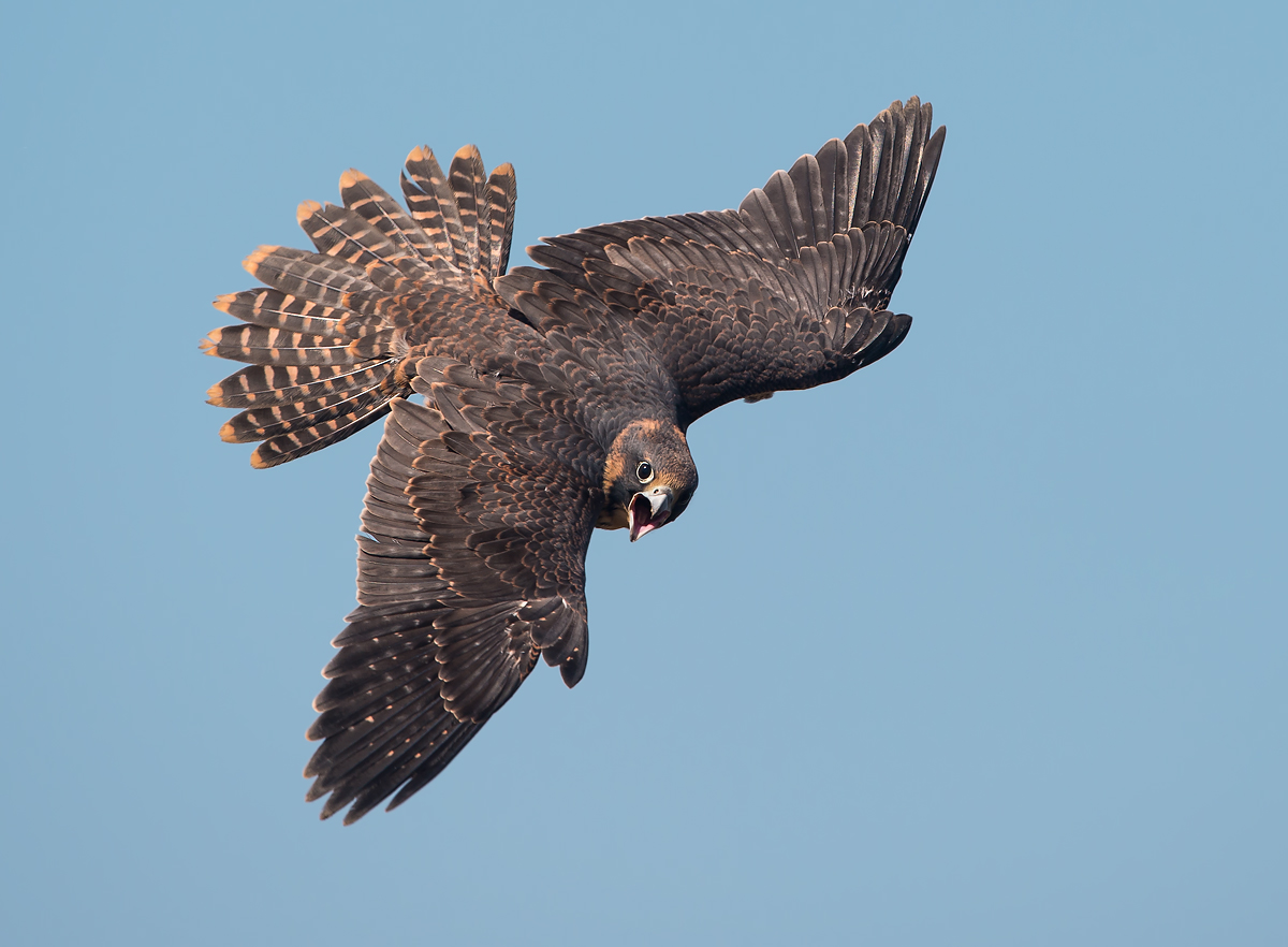 Juvi Peregrine