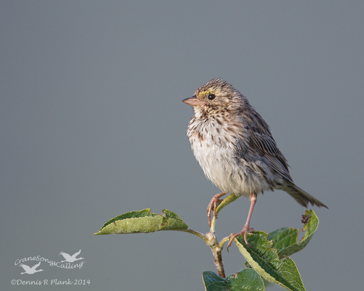 Savannah Sparrow