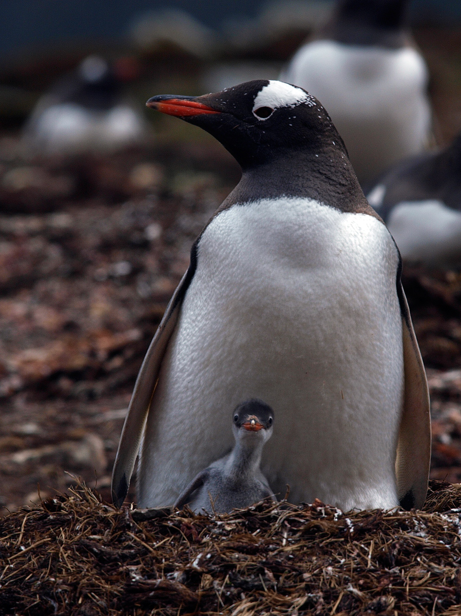 Gentoo Penguin w/ Chick