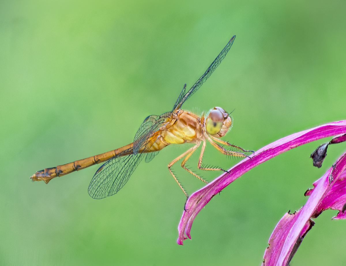 White-faced Meadowhawk 2