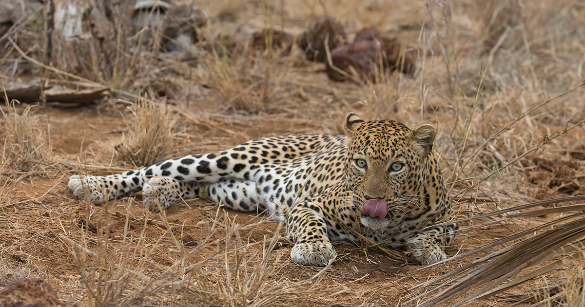 Male Leopard