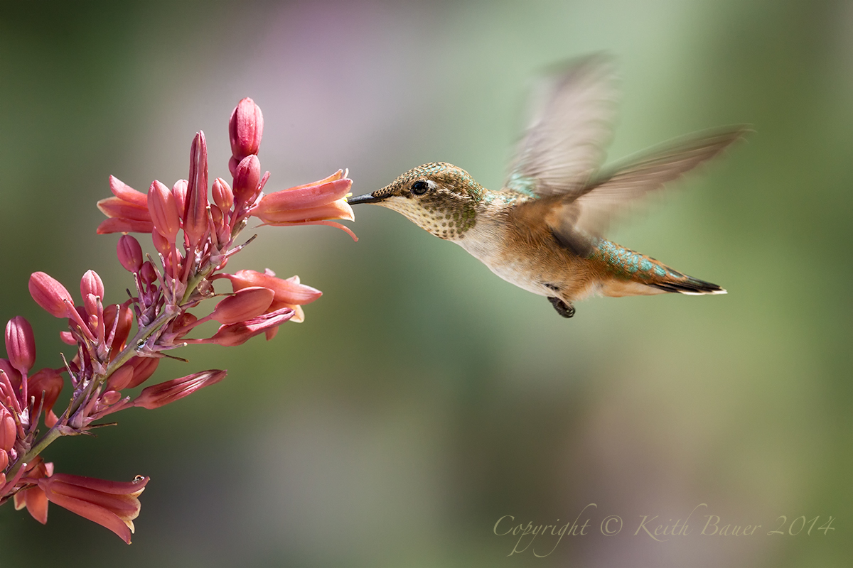 Female Rufous 