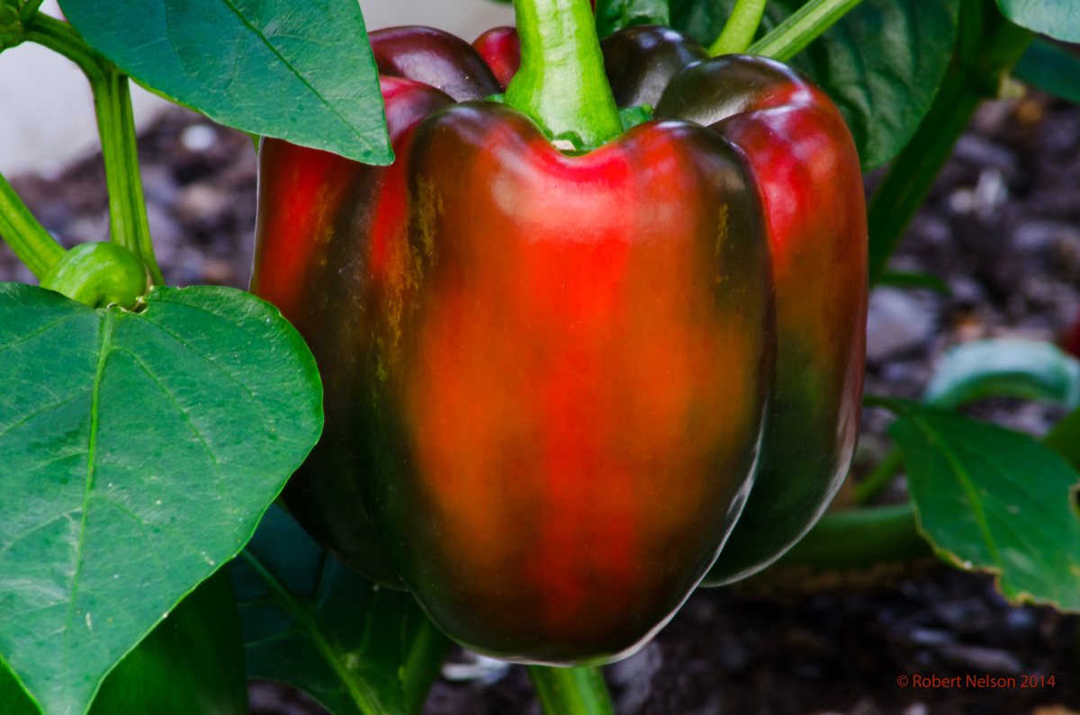 Bell Pepper