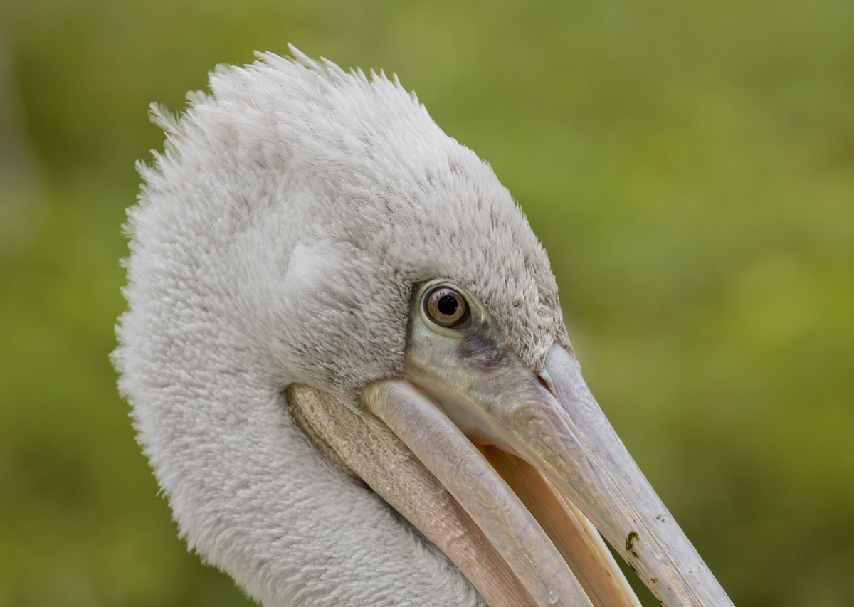 Pelican Eye