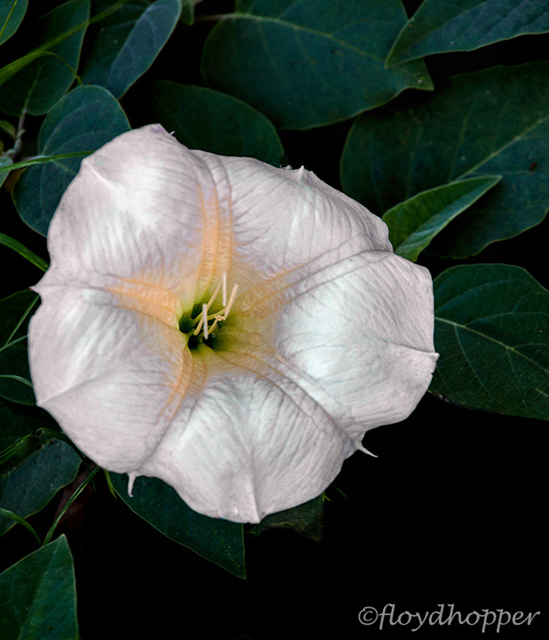 Jimson Weed