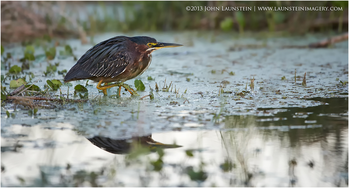 Green Heron Stalking