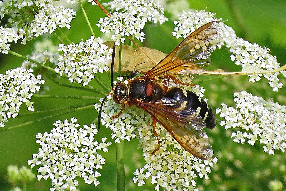 wasp and friend?