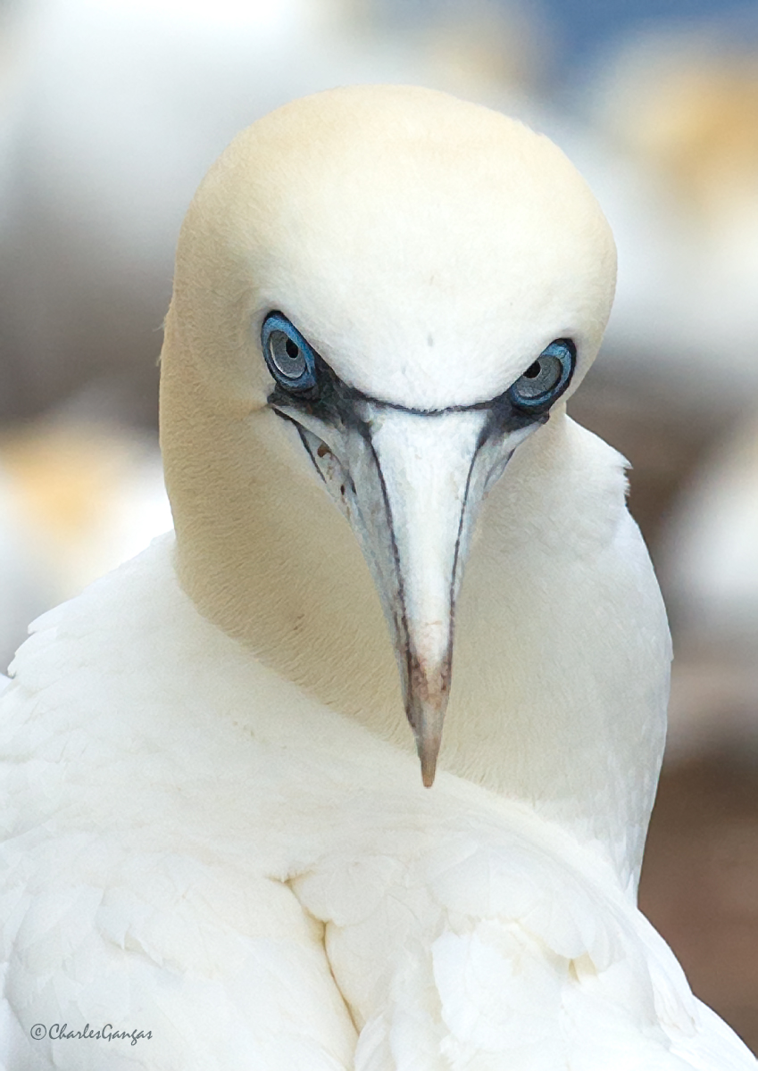 Gannet Eyes_WC#647
