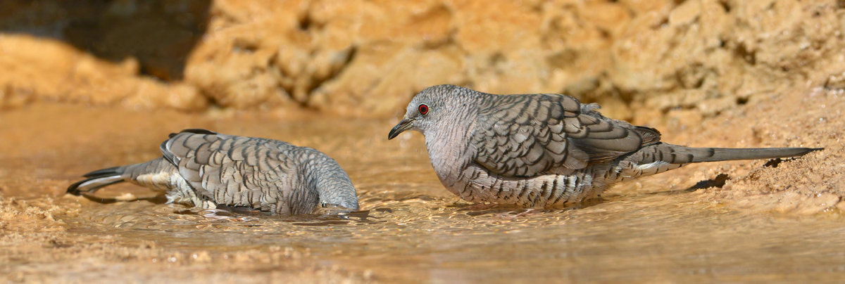 Snorkeling Inca Dove